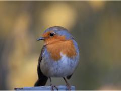 Robin by Jeff Moore