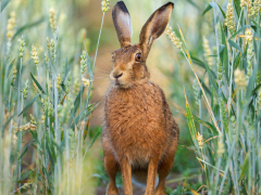 Surprised Hare by Karen Smith
