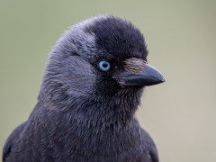 Young Jackdaw by Robert Bishop