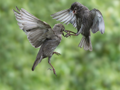 Baby Starlings Battling Over Food by Paul Wagstaff