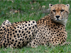 Cheetah by Jeff Moore