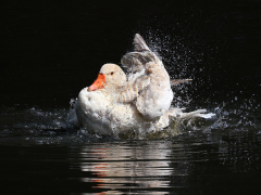Bath Time by Neil England
