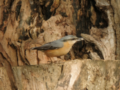 Nuthatch by Paul Coverdale