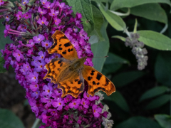 Comma Butterfly by Phil Edwards