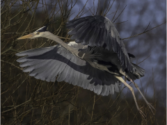 Heron Chasing it's own Shadow by Jeff Moore