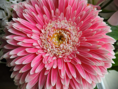 Pink Gerbera by Paul Coverdale