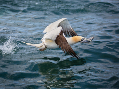 Gannet with Mackerel by Paul Wagstaff