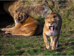 Lionesses by Dave Rippon