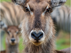 The Poser by Jeff Moore