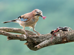 Jay Eating Mouse by Paul Wagstaff