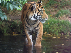 Watering Pool by Neil England