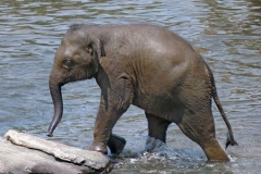 Asian Elephant Calf by Dave Rippon