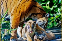 I Didn't Start it Mum by David Speight