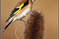 Goldfinch by Phil Holmes