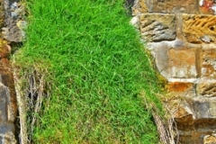 Grassfall by Roy Lloyd