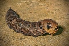 Larva of Hawkmoth by Bob Harper
