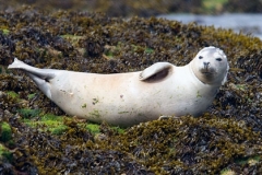 Seal Pup by Jeff Moore