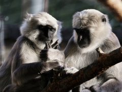 Monkeys