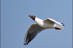 Lunch on The Wing by Phil Holmes