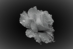 Flower by Glyn Tattersall