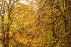 The Avenue by Tom Allison