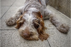 Dogtired by Bob Harper