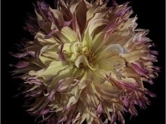 Dahlia Head by Jeff Moore