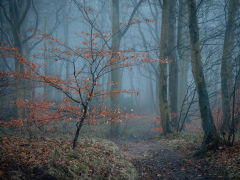 Autumn Woodland by Robert Bishop