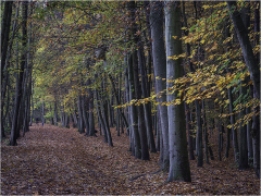Autumn Path by Jeff Moore