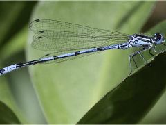 Dragonfly by Jeff Moore