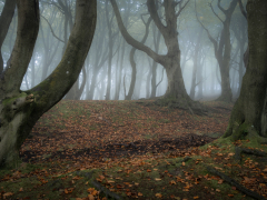 Foggy Morning Woodland Walk by Robert Bishop