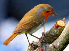 My Robin by Neil England