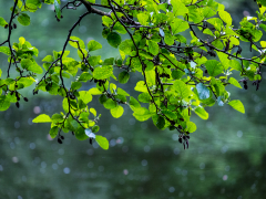 Beech Leaves by Phil Edwards