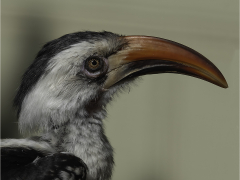 Red Billed Hornbill by Jeff Moore