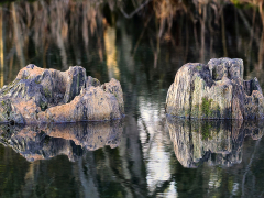Old stump reflections by Neil England