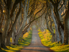The Dark Hedges by Robert Bishop