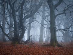 Post Autumn Fog by Robert Bishop
