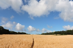 24 FIELD OF DREAMS by Paul Coverdale .jpg