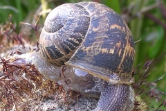 GARDEN-SNAIL-by-Paul-Coverdale