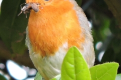ROBIN WITH BREAKFAST by Paul Coverdale