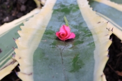 SMALL ROSE ON A LEAF by Paul Coverdale