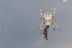 SPIDER-WITH-LUNCH-by-Paul-Coverdale