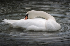 SWAN-LAKE-by-Paul-Coverdale