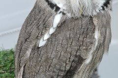 WHITE FACED SCOPS OWL by Paul Coverdale