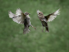 Fledgling Starlings Fighting