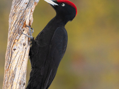 Male Black Woodpecker
