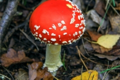 AMANITA MUSCARIA MUSHROOM by Phil Edwards