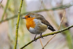 FAT-ROBIN-by-Phil-Edwards