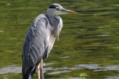 Heron