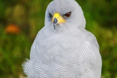 NORTHERN GOSHAWK by Phil Edwards